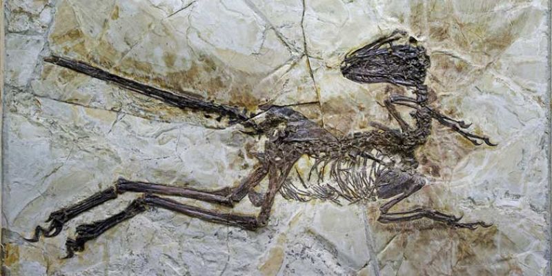 São os Fósseis de Dinossauros Restos de Outros Mundos?